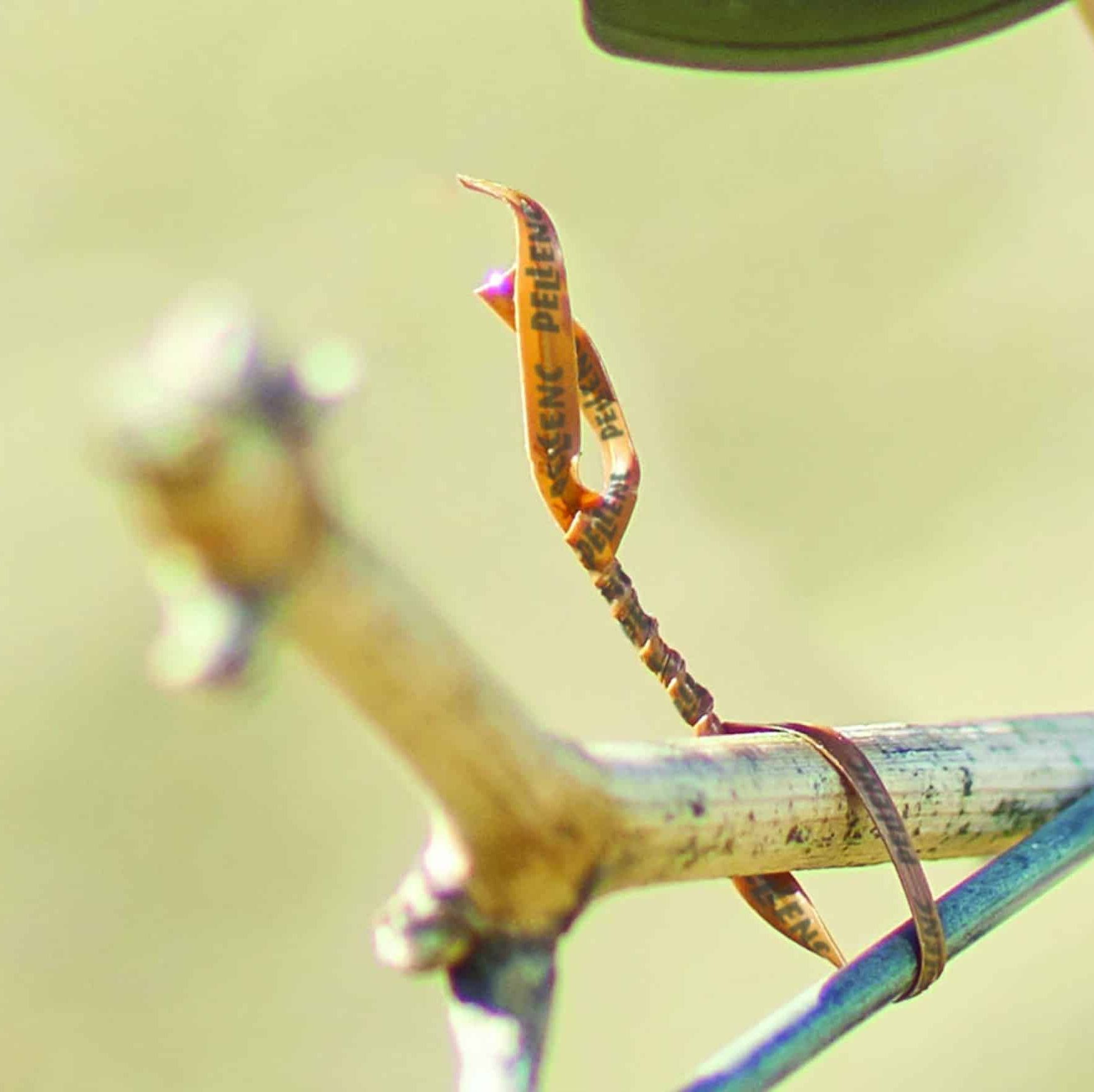 Køb din Pellenc Bindemaskine hos Nomaco